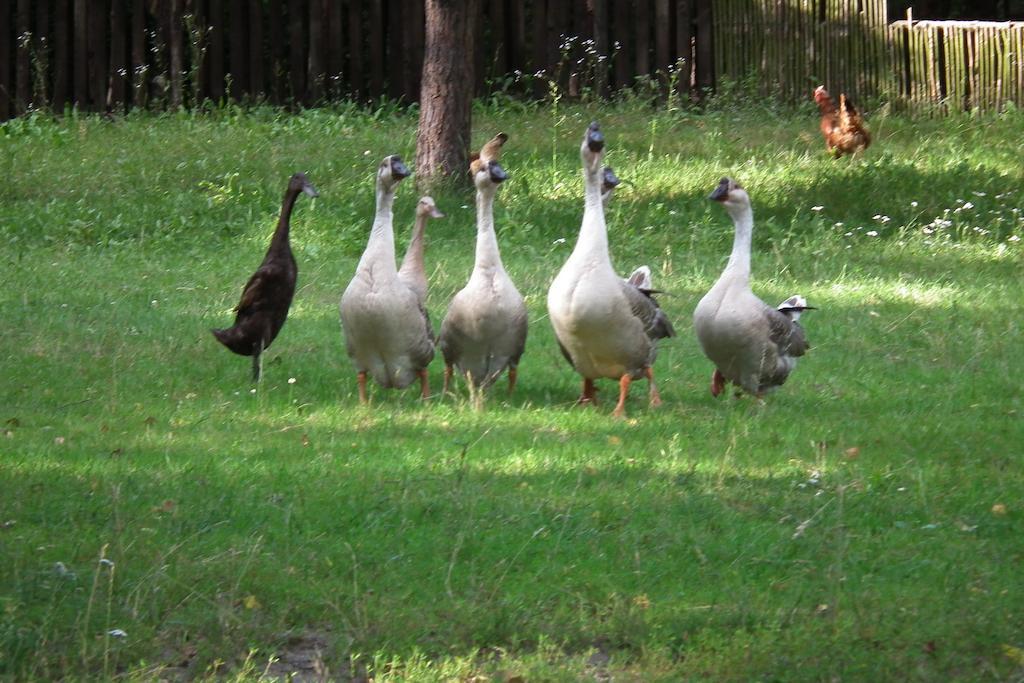 Zagrodowa Osada Villa Kazimierz Dolny Dış mekan fotoğraf